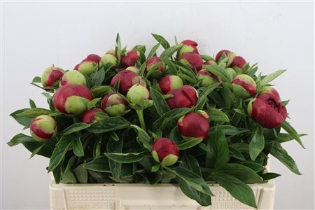 Paeonia red charm (Пион Ред Шарм) В55