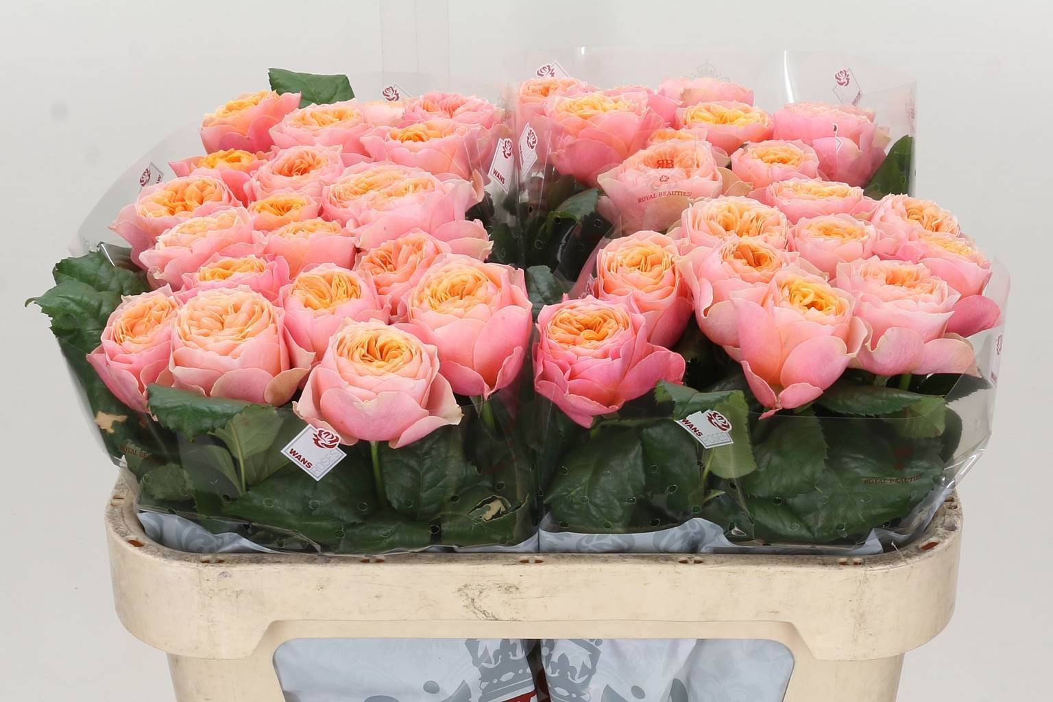 Rosa gr vuvuzela (Роза гр Вувузела) В60