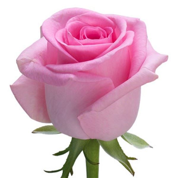 Rosa Gr Revival (Роза Гр Ревиваль)В50 (Цветы Удмуртии)