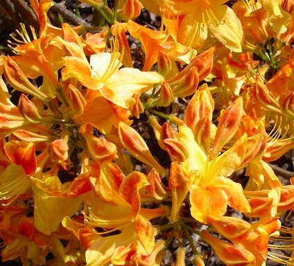 Рододендрон листопадный Klondyke (Клондайк)