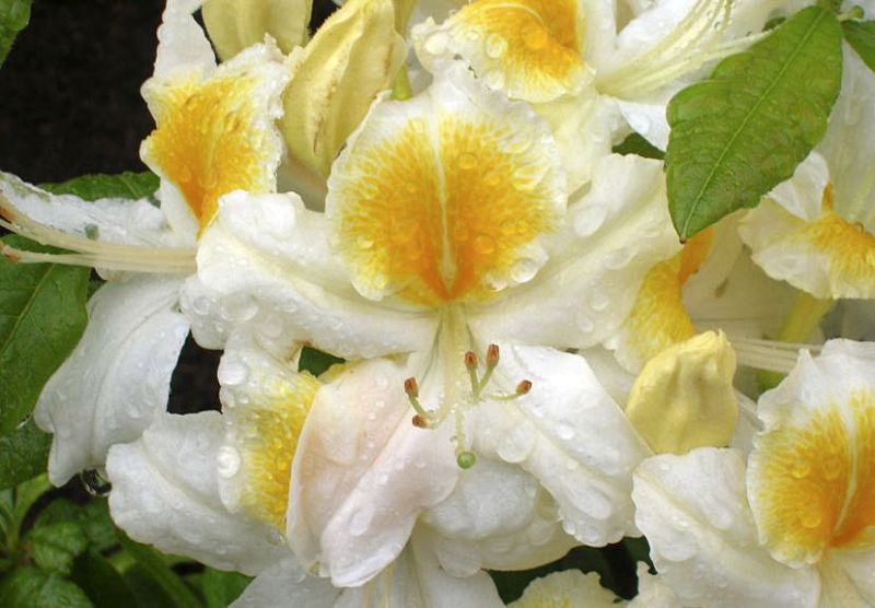 Рододендрон листопадный White Melody (Уайт Мелоди)