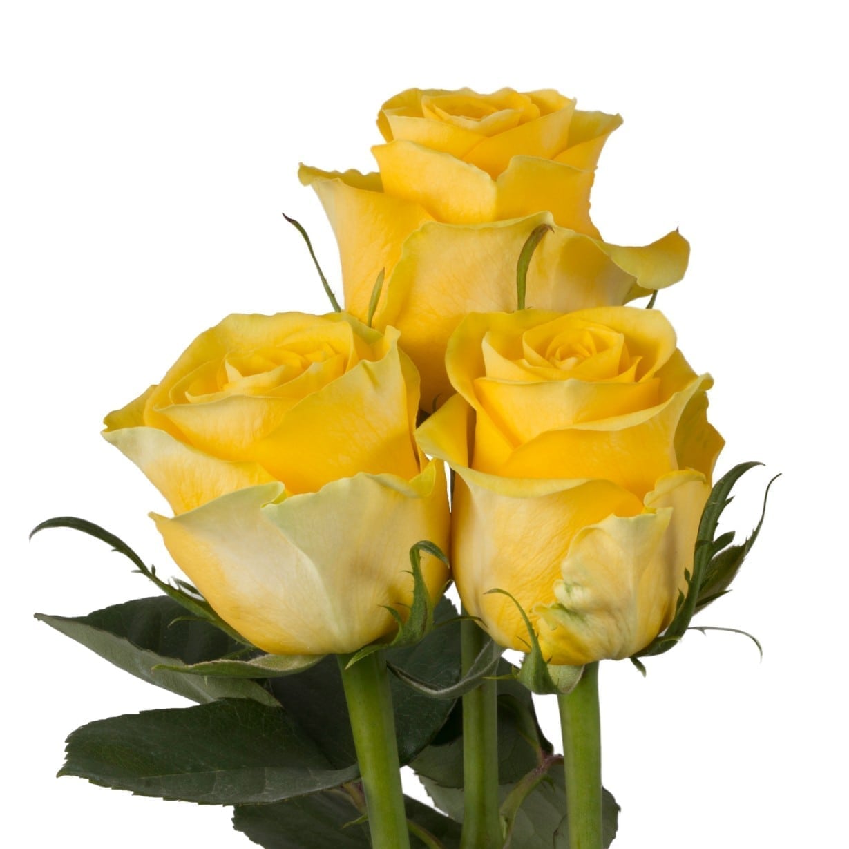 Rosa Gr Brighton ( Брайтон ) В50 SUNSET VALLEY