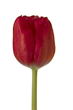 Tulipa En Ile De France (Тюльпан Эн Иль-Де-Франс) В40