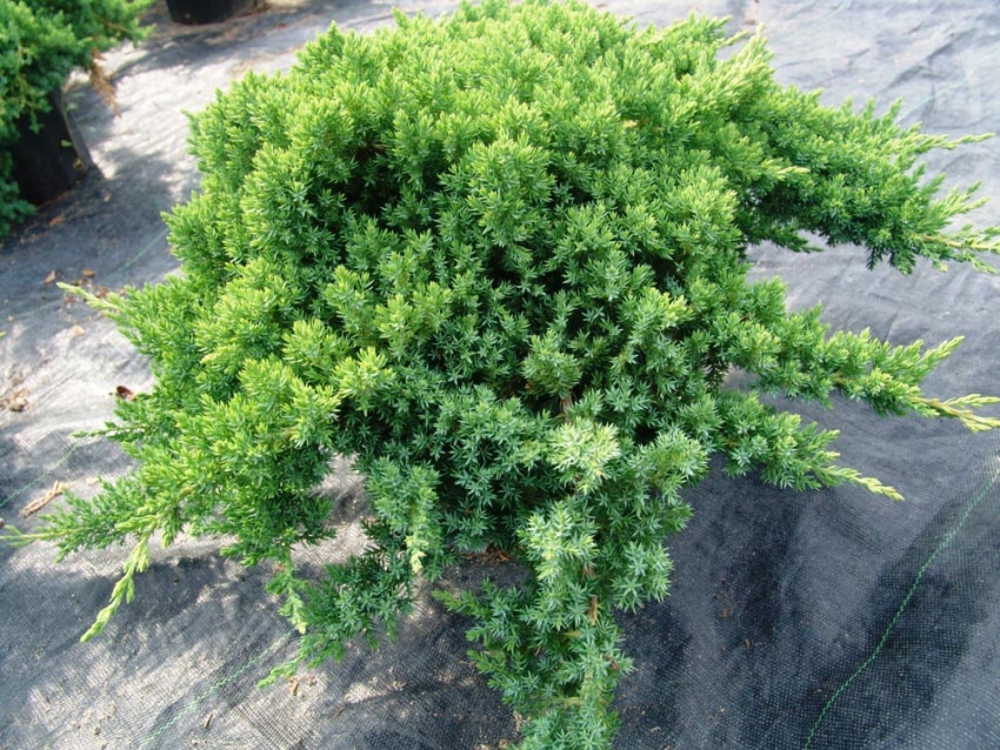 Можжевельник лежачий Nana (Нана)
