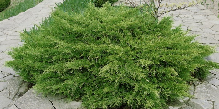 Можжевельник средний Pfitzeriana Compacta (Пфитцериана Компакта)
