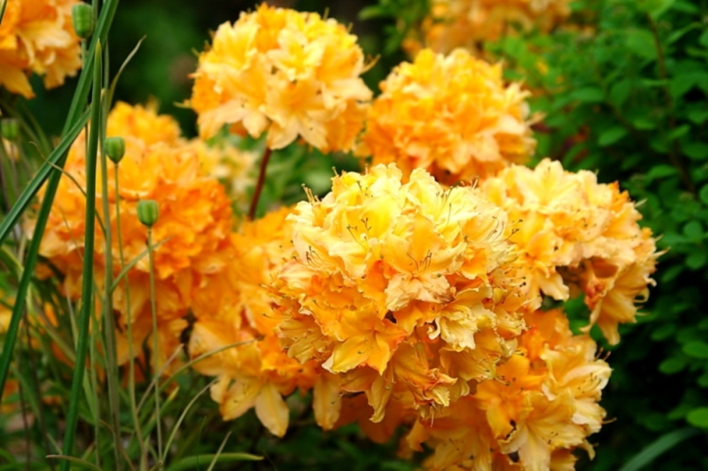 Рододендрон листопадный Golden Lights (Голден Лайтс)