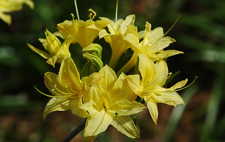 Рододендрон листопадный Narcissiflora (Нарциссифлора)