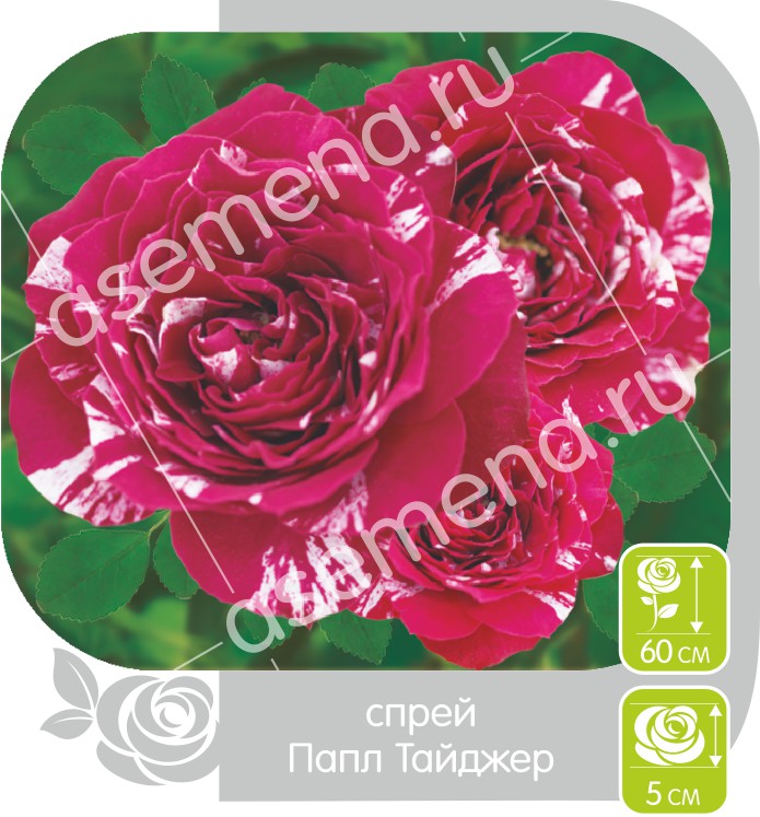 Роза миниатюрная Purple Tiger (Папл Тайджер)