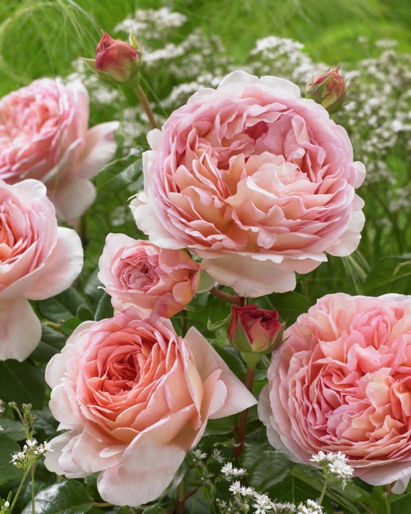Роза английская Abraham Darby (Абрахам Дерби)