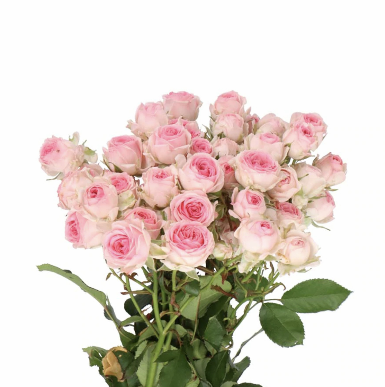 Rosa Tr Kate-lynn (Роза Тр Кейт-Лин) В60 Зеленый Дом