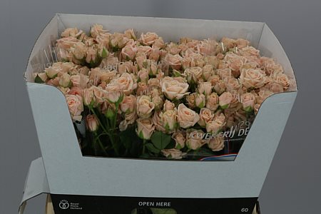 Rosa Spray Jana (Роза Спрей Яна) В50 ROSE HILL