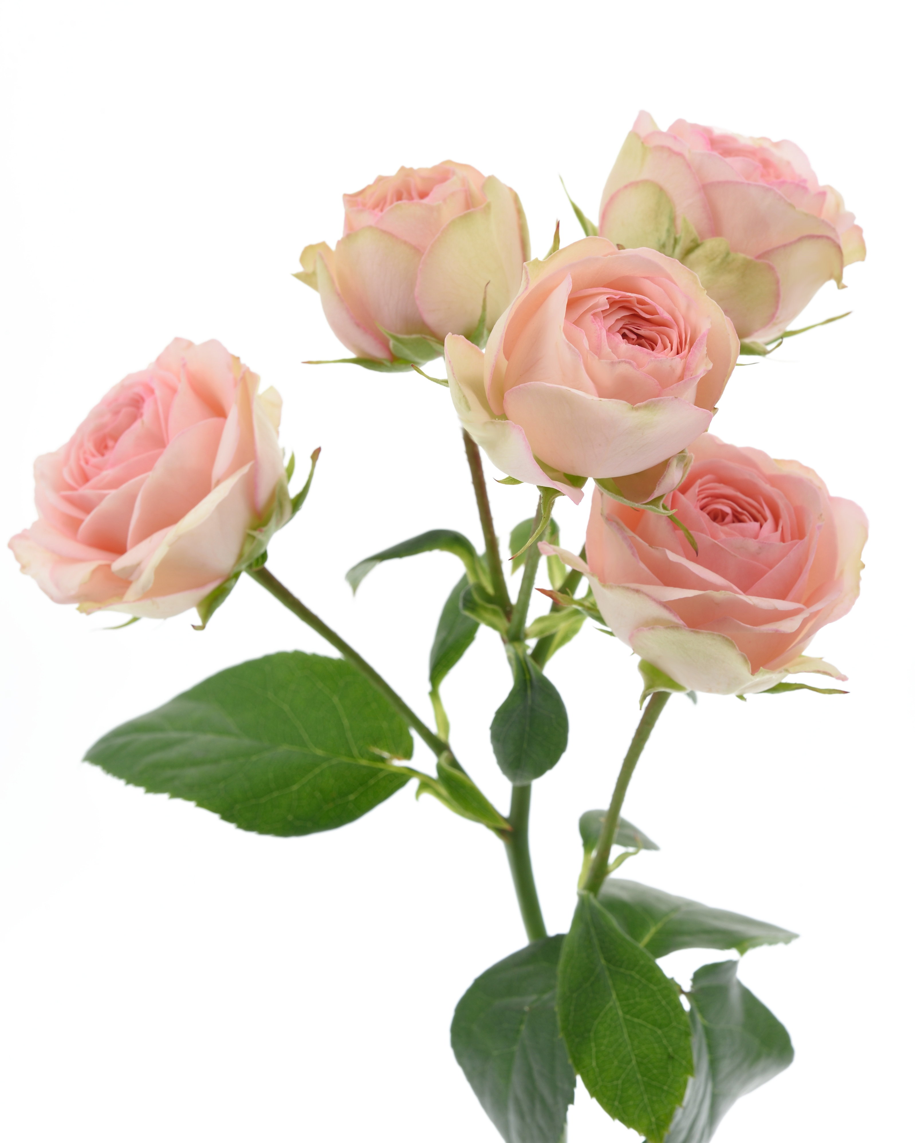 Rosa Tr. Grandmas Finest ( Грандмас Файнест) В40 Зеленый Дом