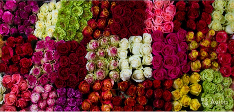 Rosa MIX (Роза Микс) В60
