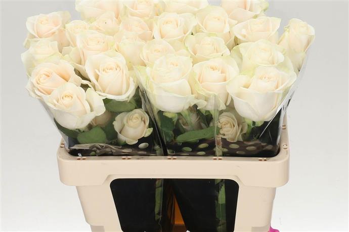 Rosa Gr Vendela (Роза гр Вендела) В60 крем