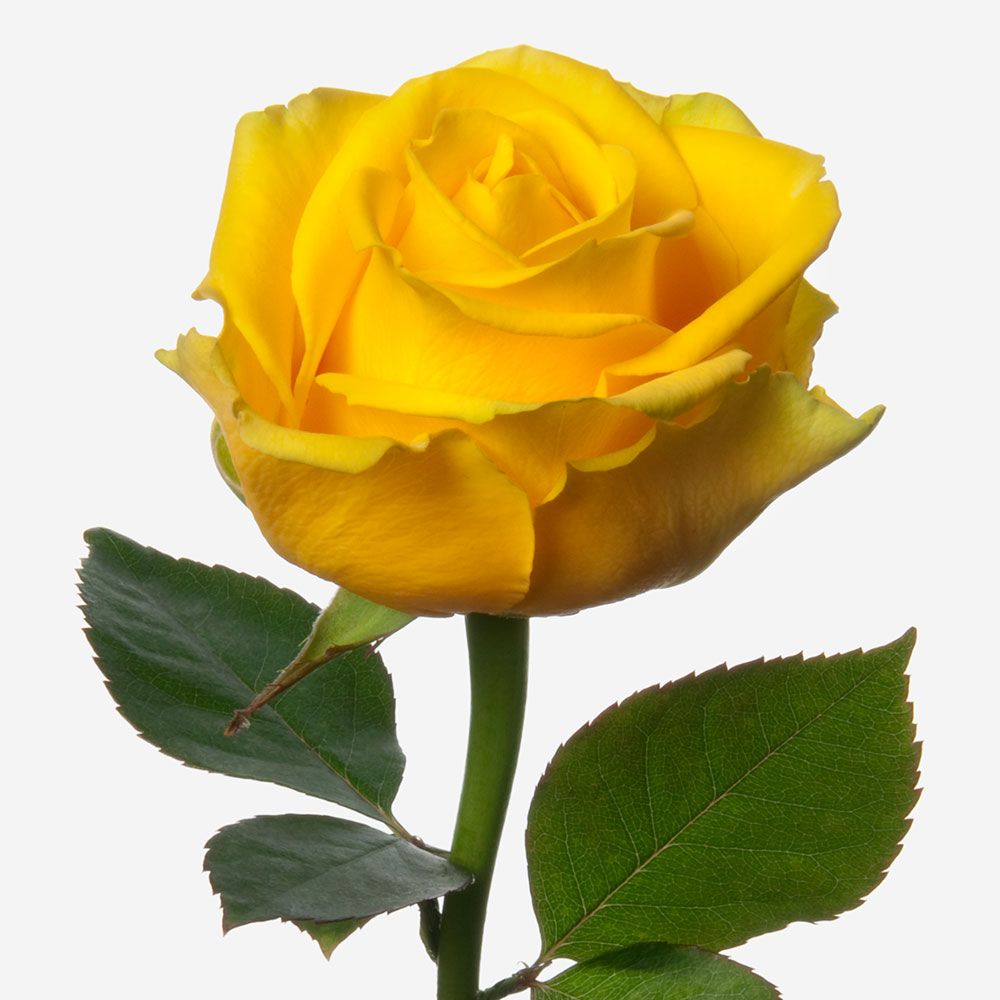 Rosa Gr Penny lane (Роза Пенни Лайн) В80 Армения