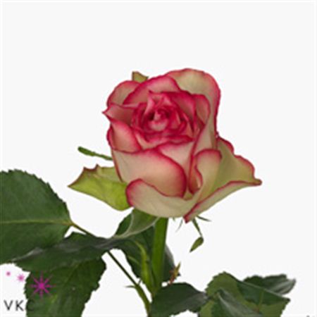Rosa Gr Glow (Роза Гр Глоу) В40