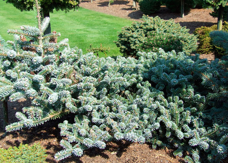 Пихта корейская Bonsai Blue (Бонсай Блю)