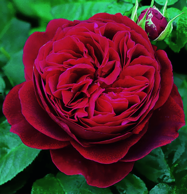Роза английская Darcey Bussell (Дарси Баселл)