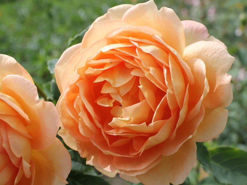 Роза английская Lady of Shalott (Леди оф Шалот)