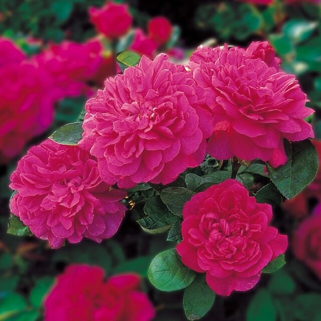 Роза английская Sophy's Rose (Софи Роуз)