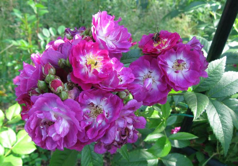 Роза плетистая Perennial Blue (Перениал Блю)