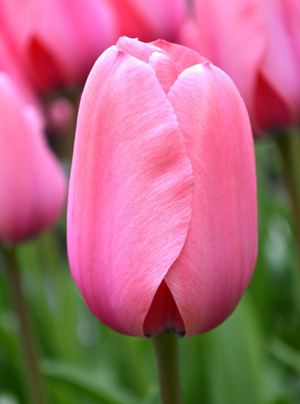 Тюльпан Розовый (Tulip Pink) пр-во Россия, Экстра