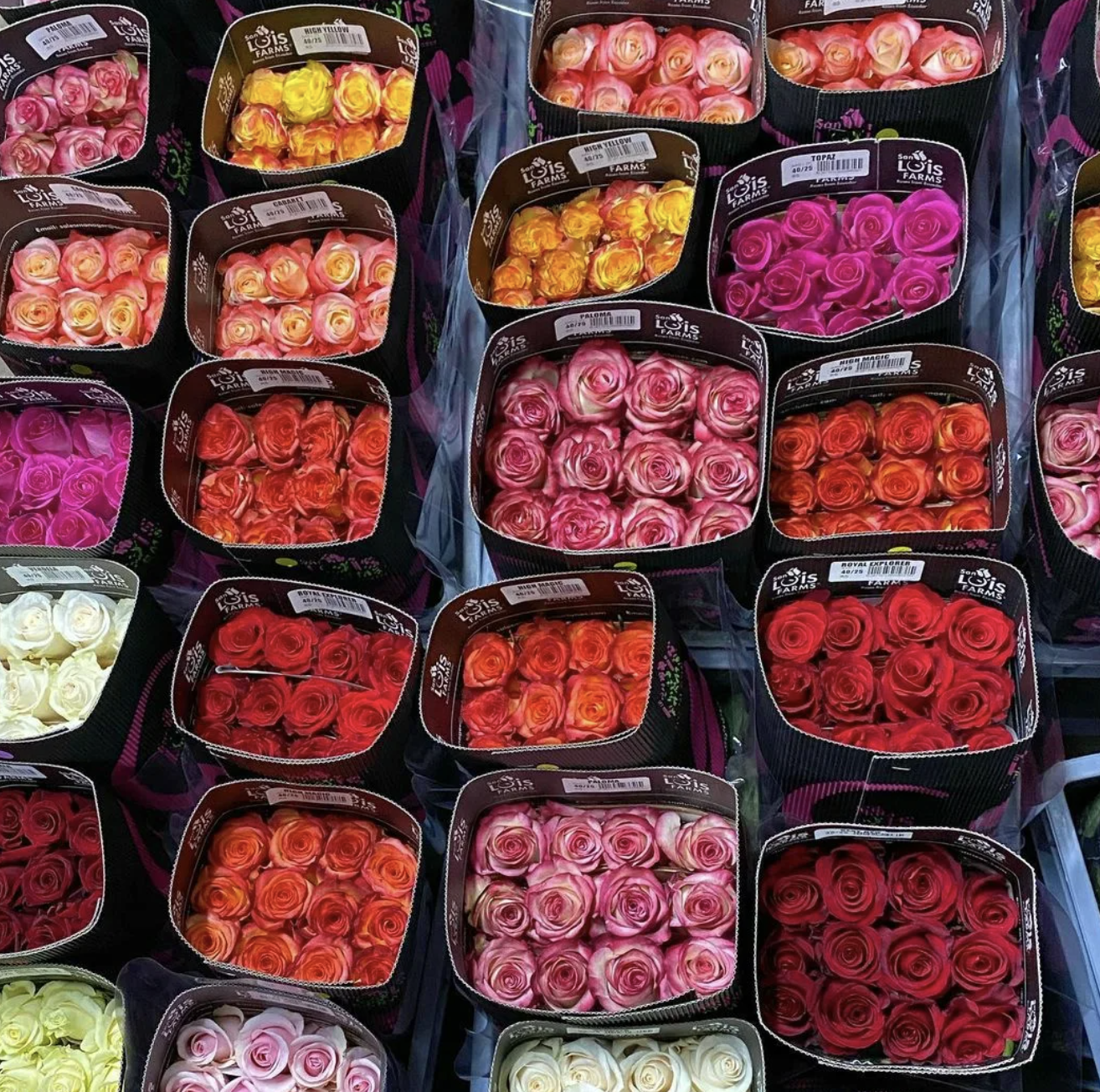 Rosa Gr mix ( микс ) В60 Terra Pacific