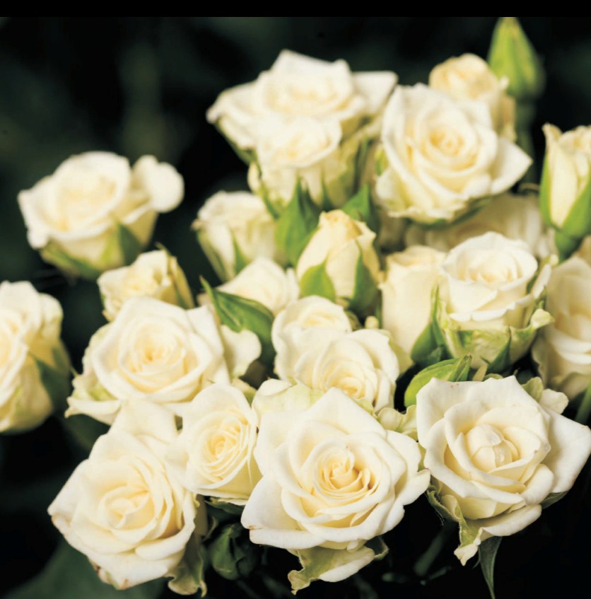 Rosa Spray (Роза Спрей) В60 (MKSH)