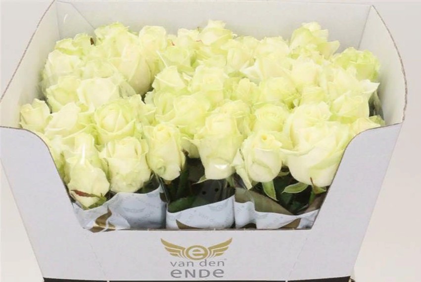 Rosa Gr Avalanche (Роза Гр Аваланж) В50 (MKSH)