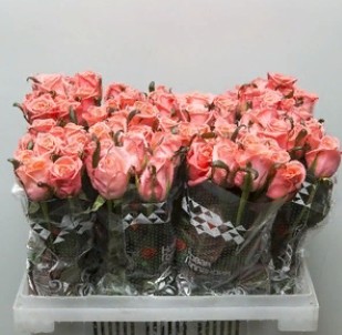 Rosa Gr Anna Karina (Роза Гр Анна Карина) (ARM) В80
