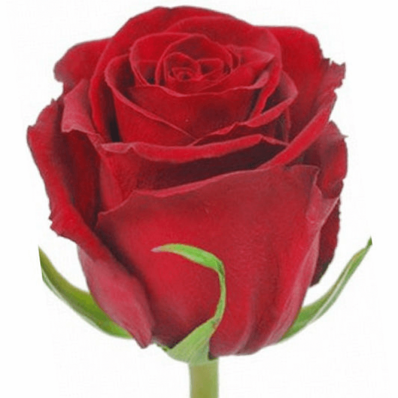 Rosa Gr Gladiator (Роза Гр Гладиатор) В70