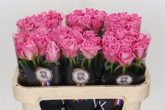 Rosa Gr Aqua (Роза Гр Аква ) В70 (MKSH)