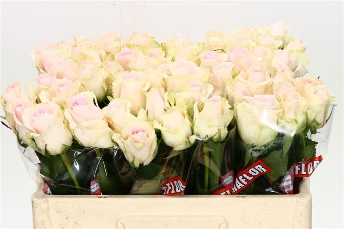 Rosa Sweet Revival (Роза Свит Ревиваль) В80 (MKSH)
