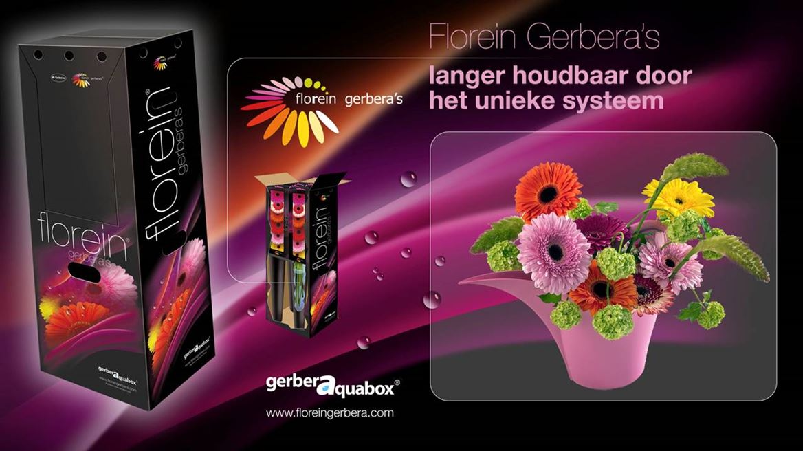 Gerbera Aqua Mixed X184(Гербера Аква Миксед Х184) В45