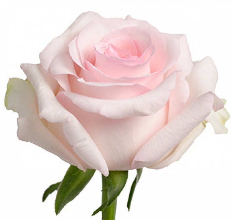 Rosa Gr Novia ( Новия ) В70 Terra Pacific
