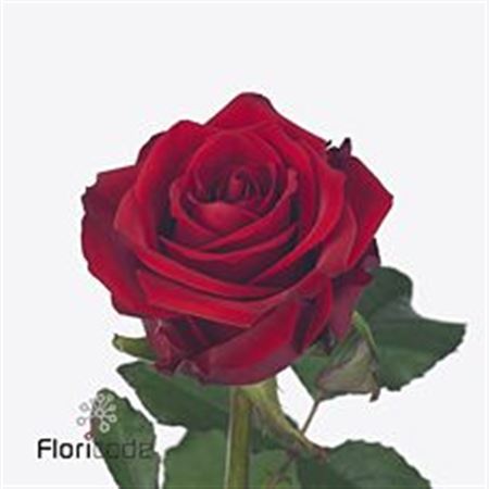 Rosa Gr Red Eagle (Роза Гр Ред Игл) В70