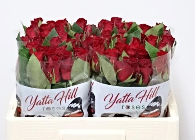 Rosa gr red kamala(Роза гр. ред Камала) В50