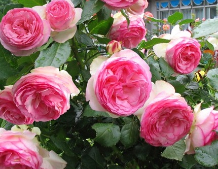 Роза плетистая Eden Rose (Эден Роуз)