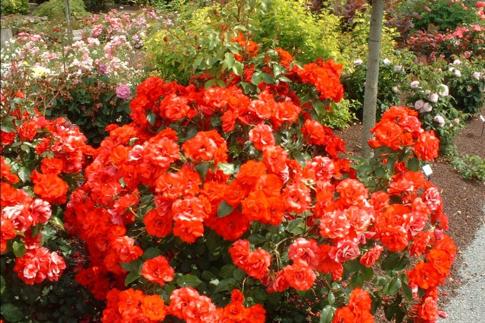 Роза плетистая Grimpant Orange Meillandina (Гримпан Оранж Мейландина)