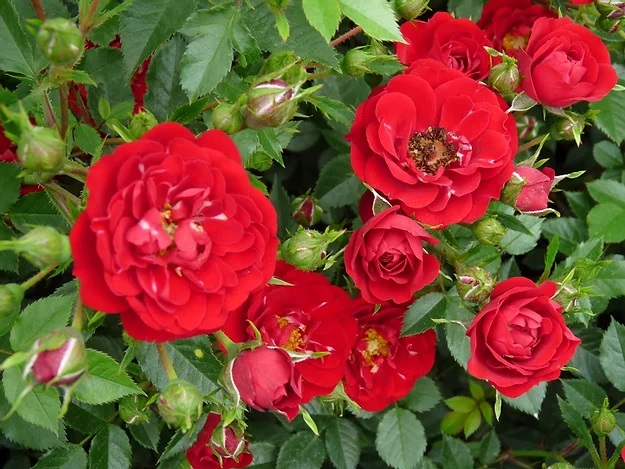Роза почвопокровная Red Cascade (Ред Каскад)