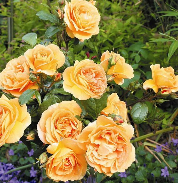 Роза флорибунда Bernschtein Rose (Бернштейн Роза)