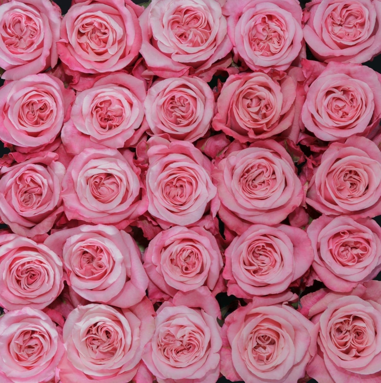 Rosa Gr Art Deco ( Арт Деко ) В60 Rosa Prima