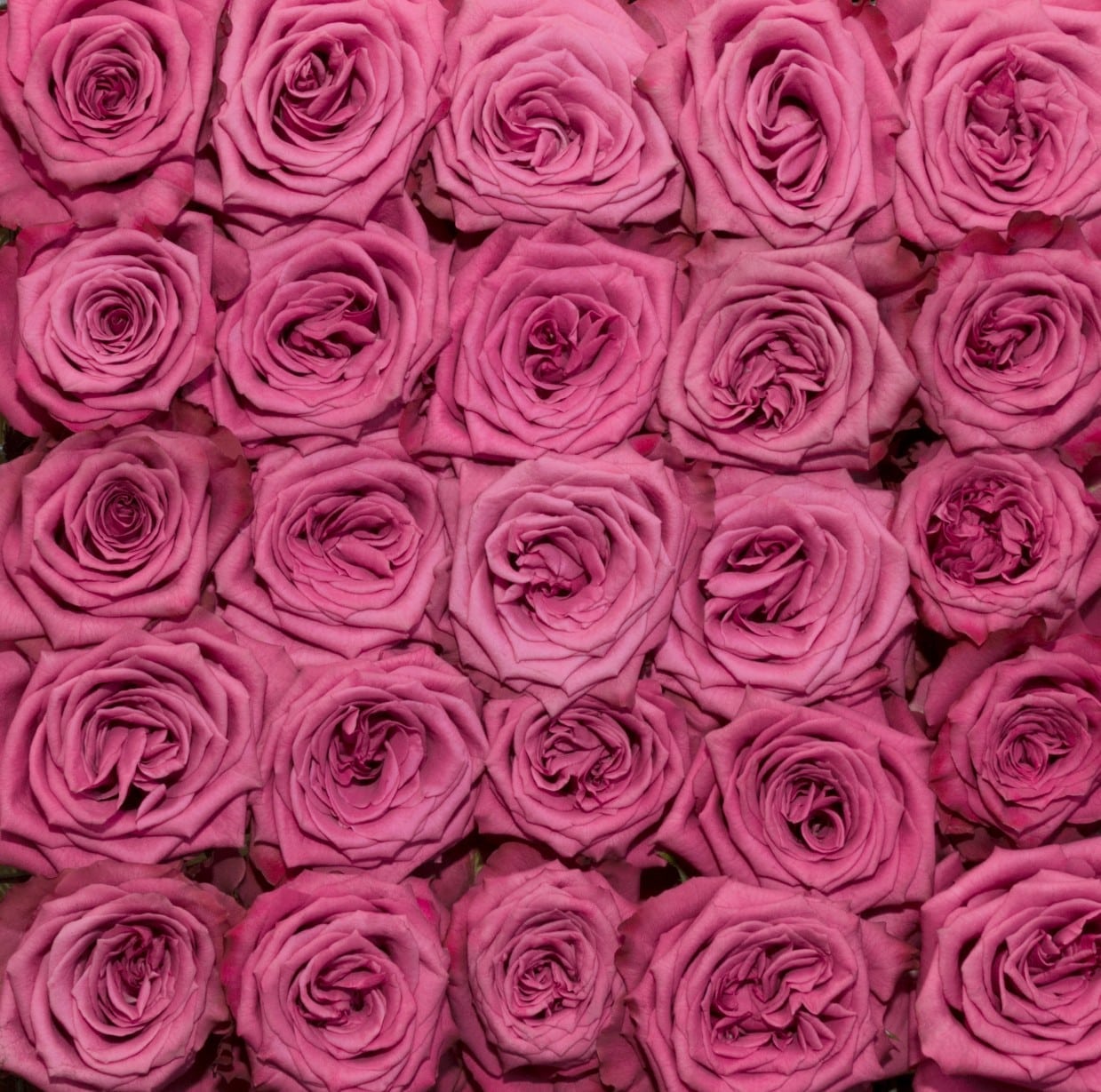 Rosa Gr Blueberry ( Блуеберри ) В60 Rosa Prima