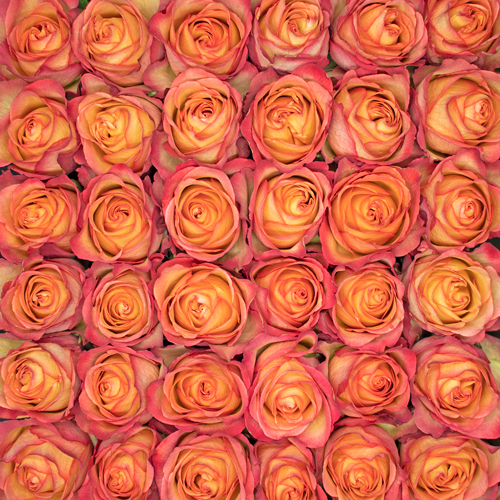 Rosa Gr Camaleon ( Хамалеон ) В60 Rosa Prima