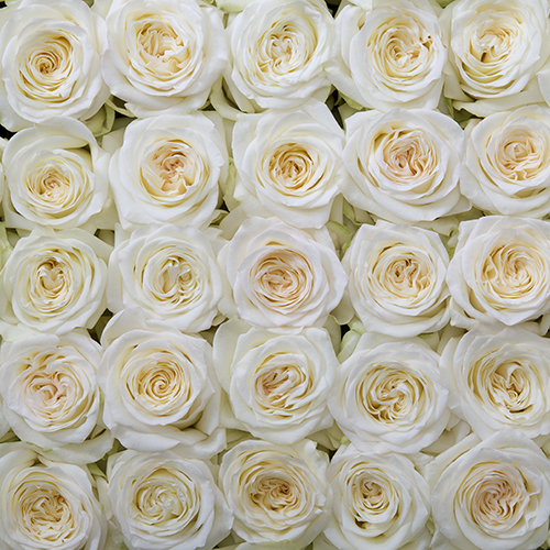 Rosa Gr Candlelight ( Кандлелигхт ) В60 Rosa Prima