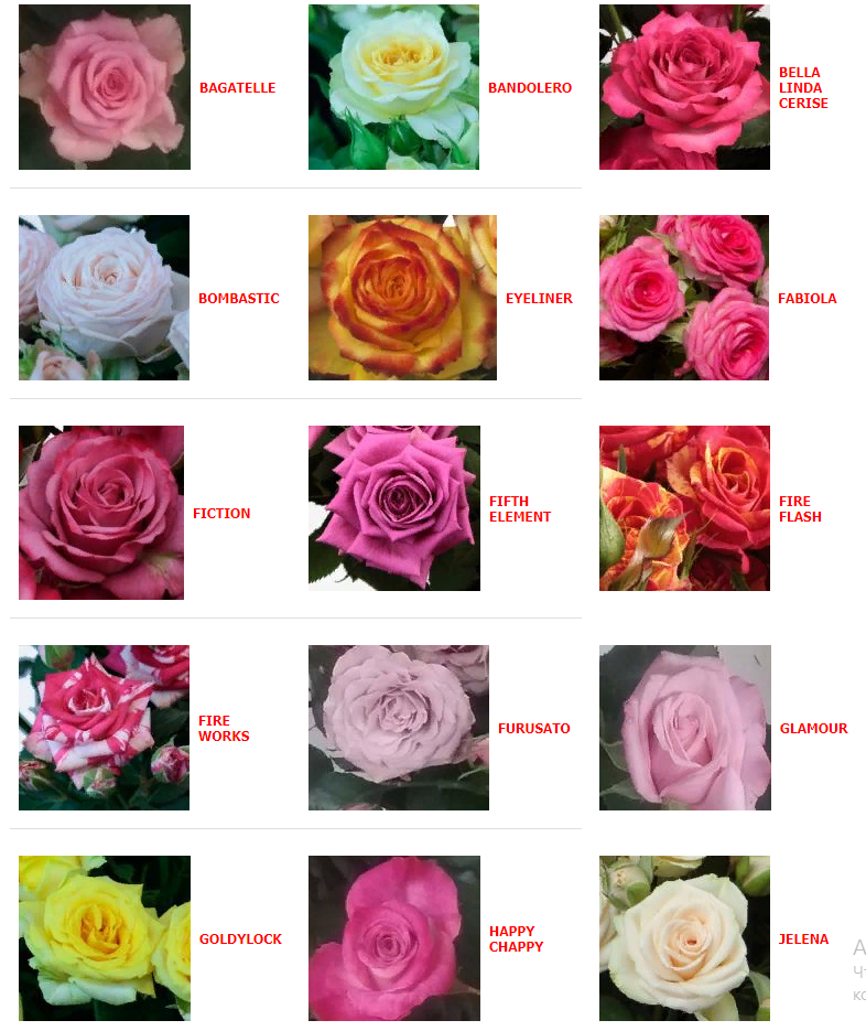 Rosa Spray (Роза Спрей) В70 Redlands mix