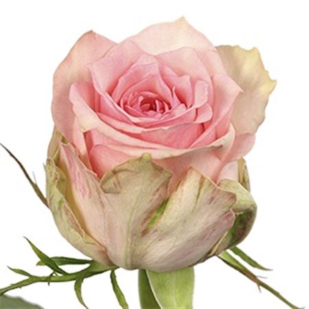 Rosa Gr Sudoku (Роза Гр Судоку) В40
