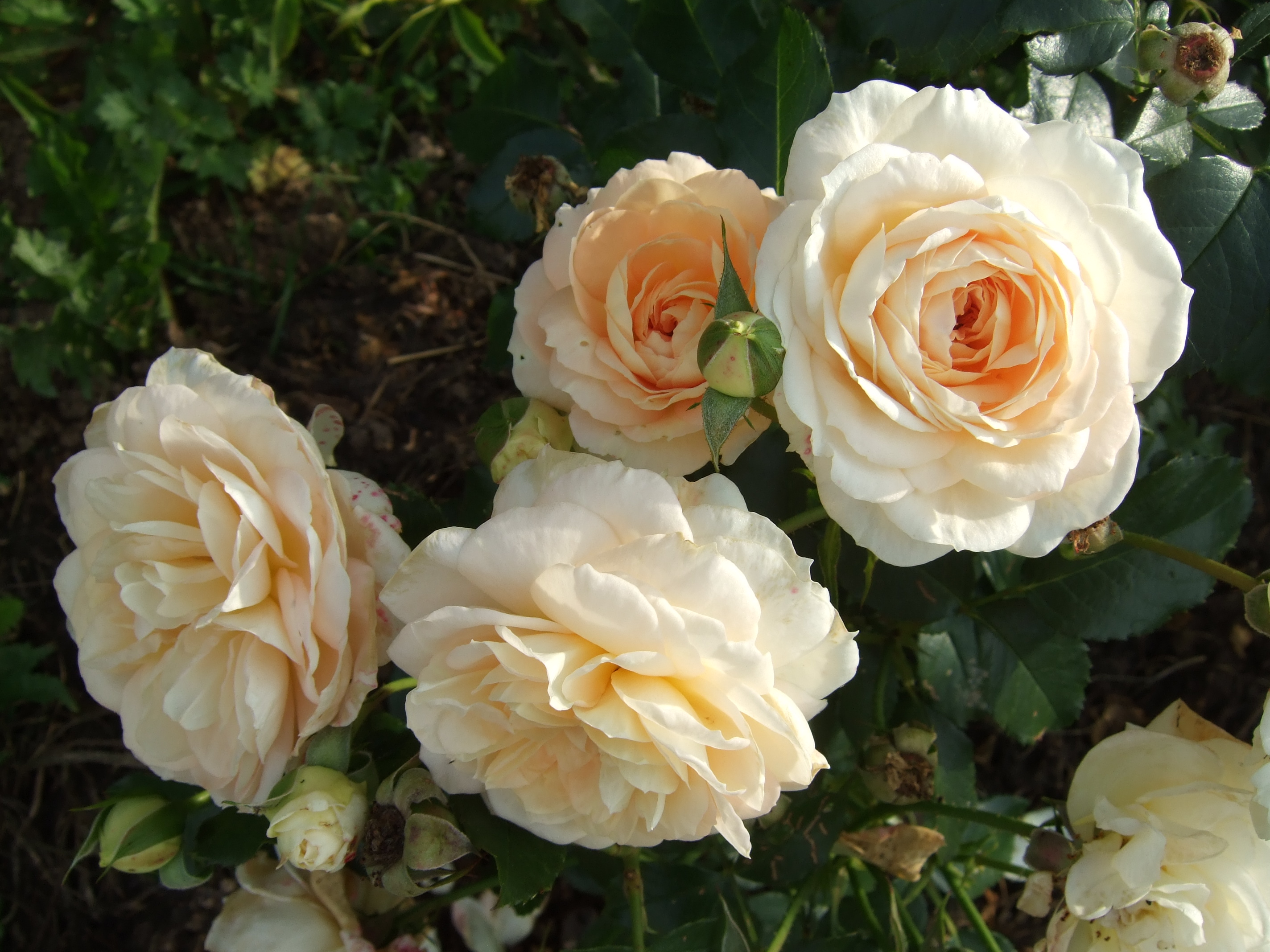 Роза флорибунда Marie Antoinette (Мария Антуанетта)