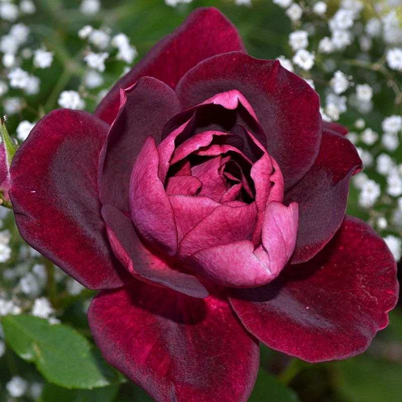 Роза флорибунда Burgundy Ice (Бургунди Айс)