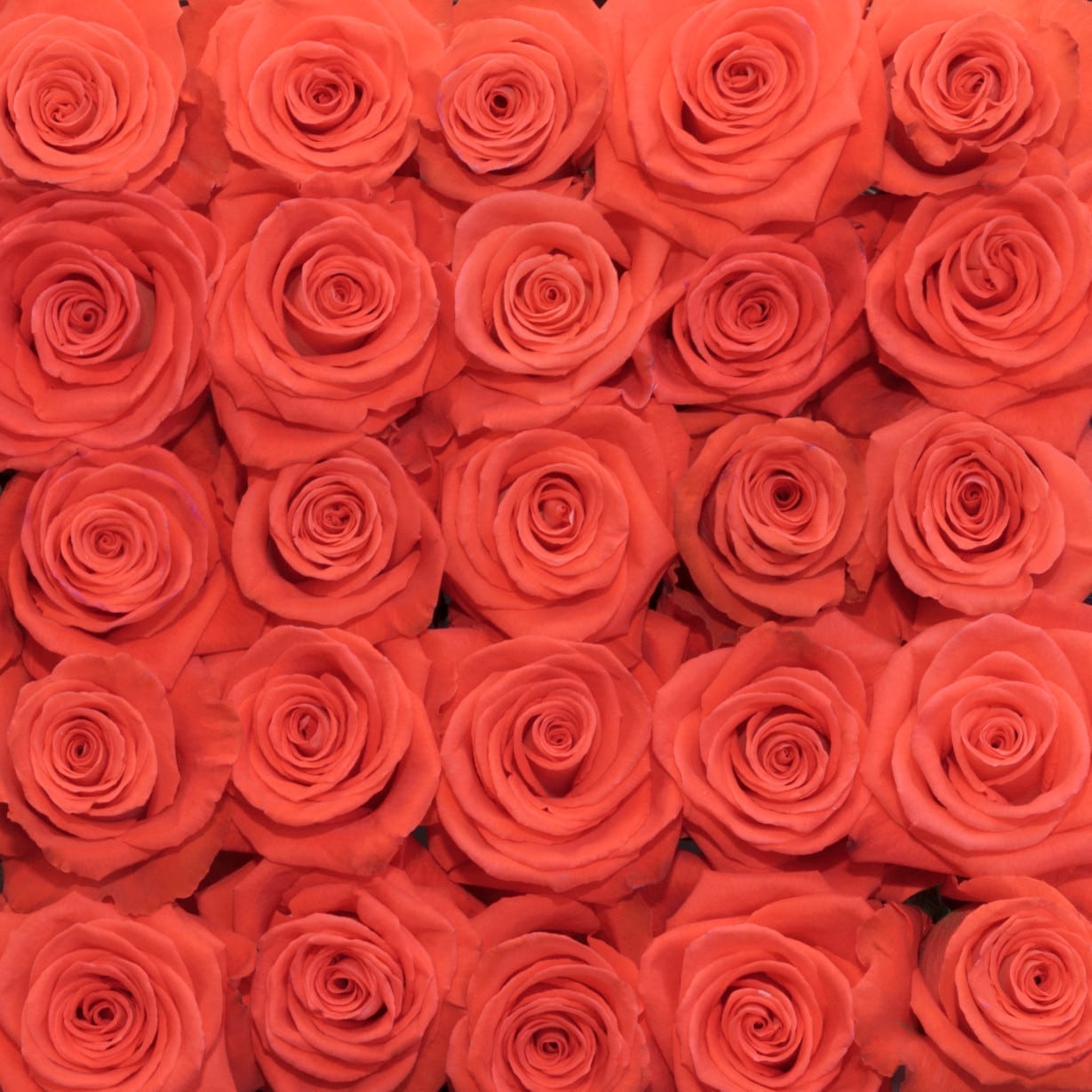Rosa Gr Cartagena ( Картагена ) В60 Rosa Prima